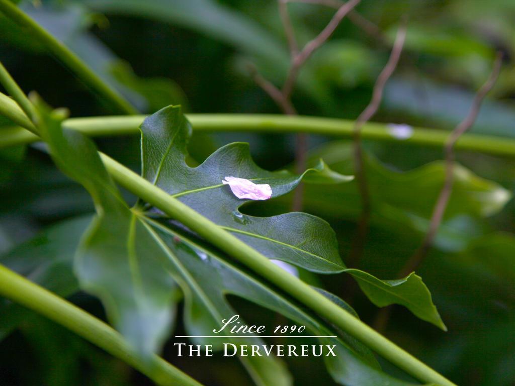 The Devereux Boutique Hotel Auckland Extérieur photo